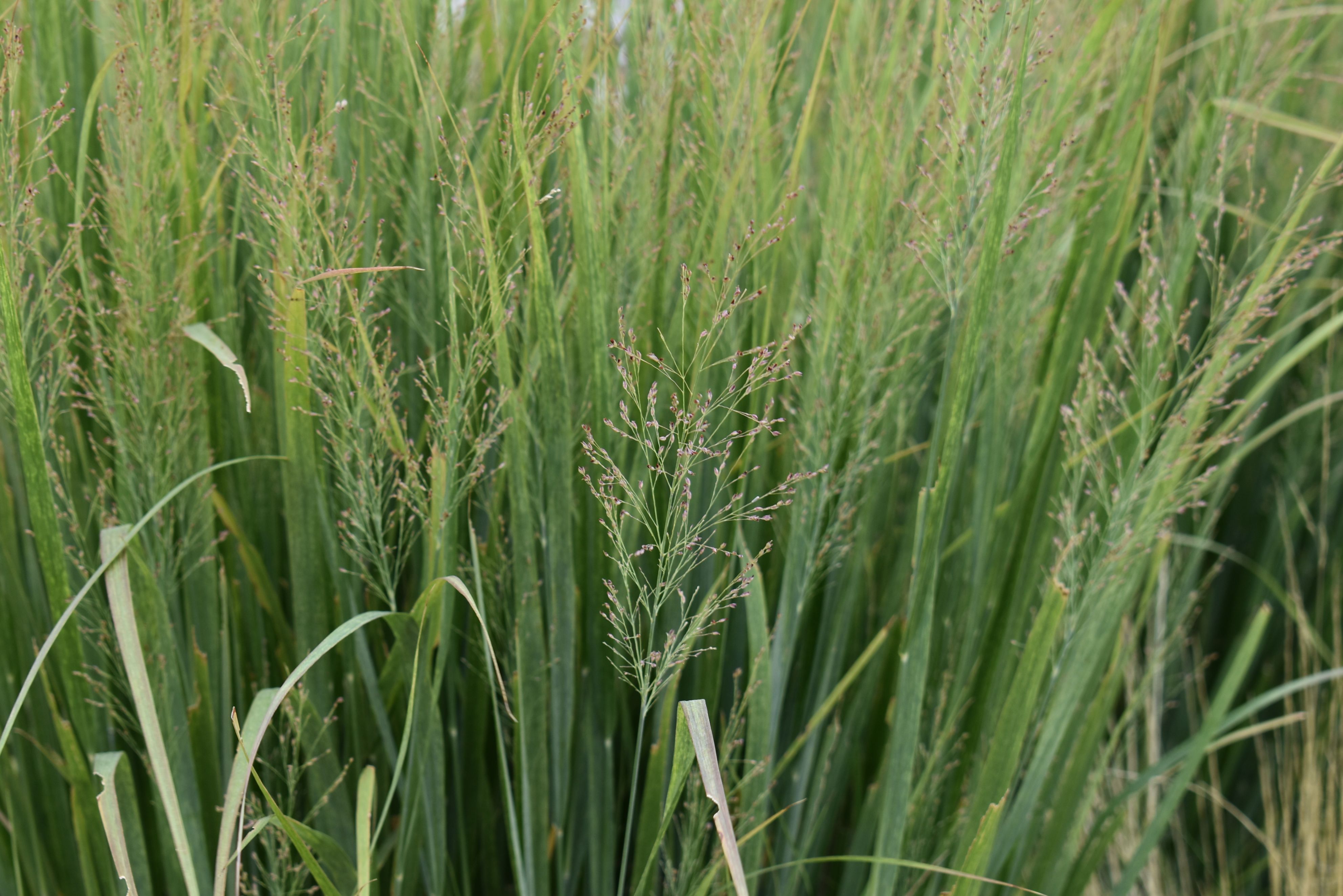 Close-up of Panicum virgatum (switchgrass) showing tall green flowering stems used in bioenergy research.