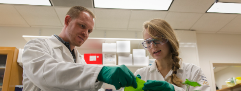 Philipp Zerbe and a lab student in a lab observing a plant
