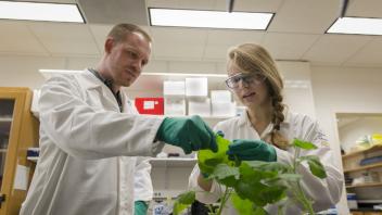 Two researchers in lab coats and gloves examine a leafy green plant in a laboratory, discussing its condition or experiment details under fluorescent lighting.