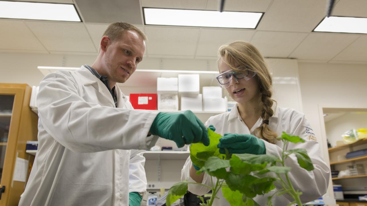 Two researchers in lab coats and gloves examine a leafy green plant in a laboratory, discussing its condition or experiment details under fluorescent lighting.