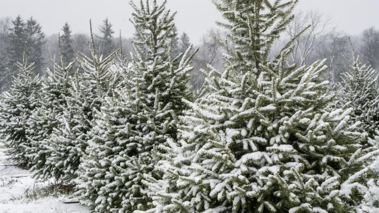 A row of conical fir trees dusted with snow.