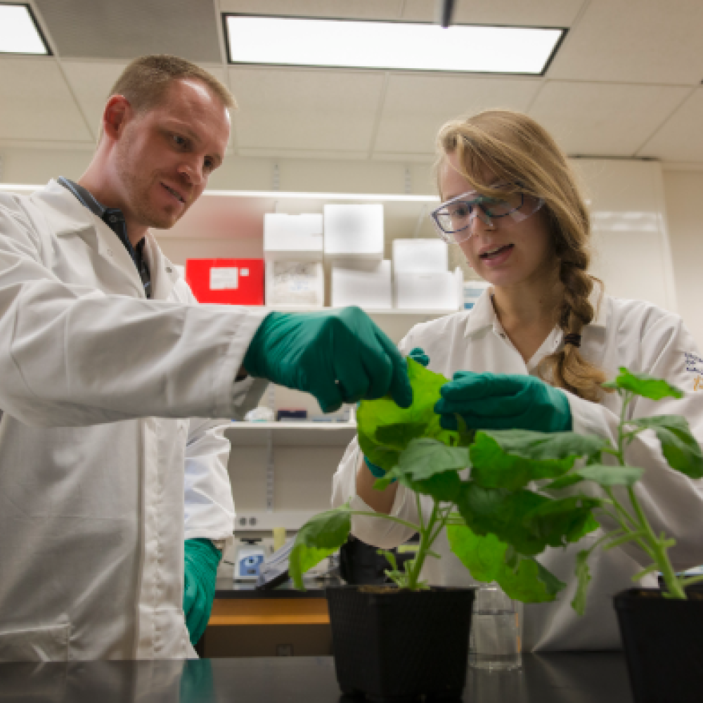 Philipp Zerbe and a lab student in a lab observing a plant