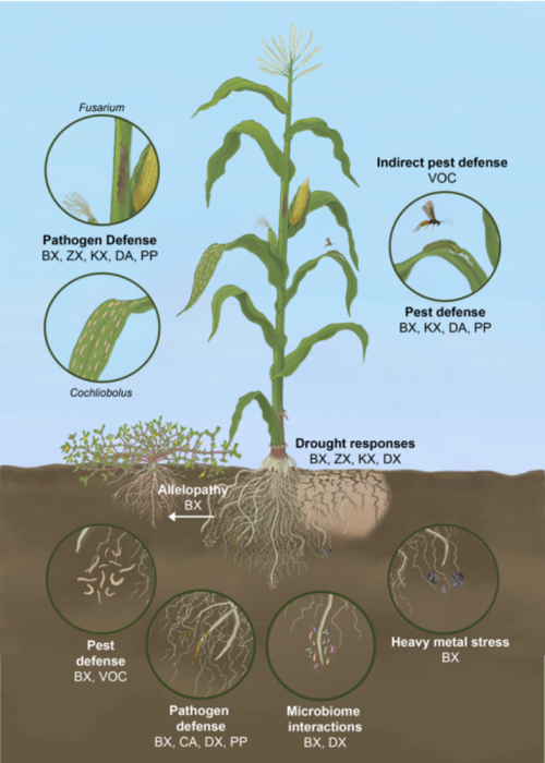 Diagram of maize