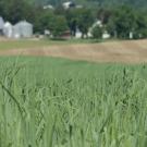 Zerbe and his colleagues will study the contribution of small molecules to the environmental stress tolerance of switchgrass, with hopes of developing new avenues to generate crops that better withstand stress and produce biofuel more efficiently. Department of Energy